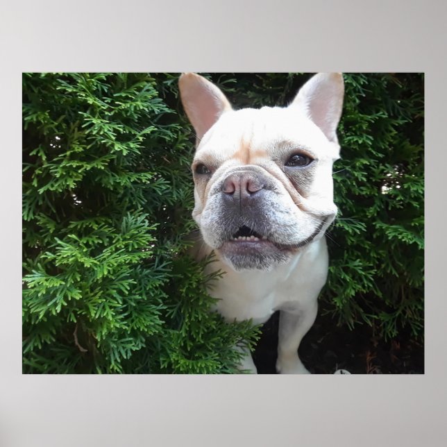 Frenchy on Patrol Poster (Front)