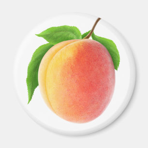 Fresh apricot magnet