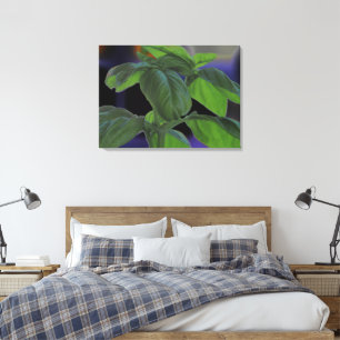 Fresh Basil Closeup Canvas Print