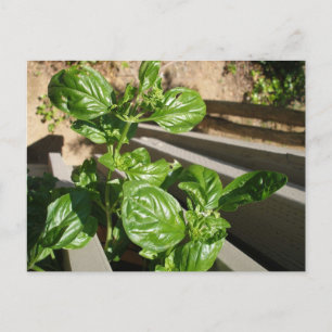 Fresh basil leaves postcard