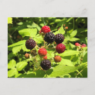 Fresh Black Raspberries Postcard