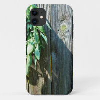 Fresh-cut Sage Barn-wood
