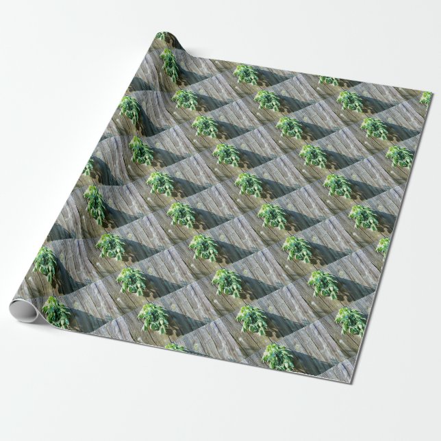 Fresh-cut Sage Barn-wood Wrapping Paper (Unrolled)