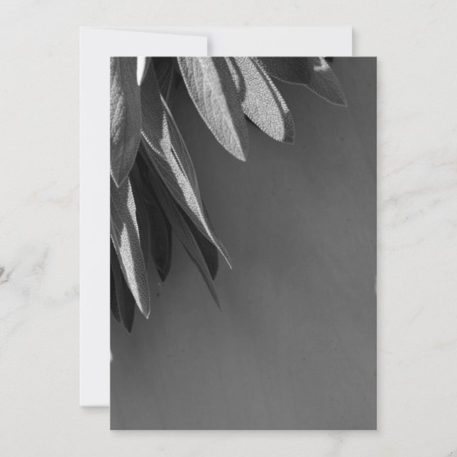 Fresh-cut Sage Grayscale (Front)