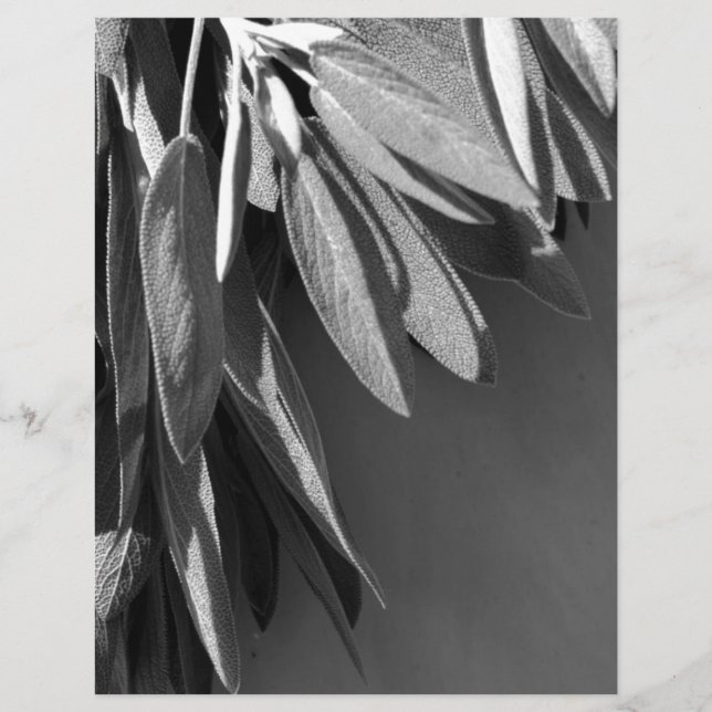 Fresh-cut Sage Grayscale (Front)