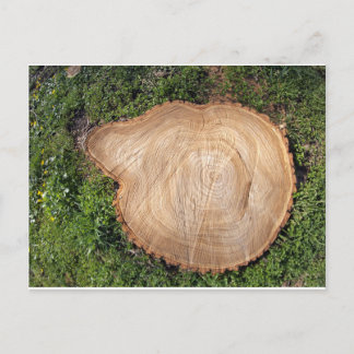 Fresh cut tree stump postcard