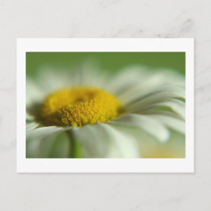 Fresh Daisy Postcard