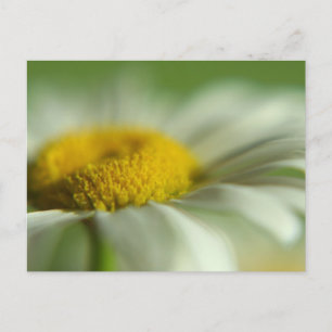 Fresh Daisy Postcard
