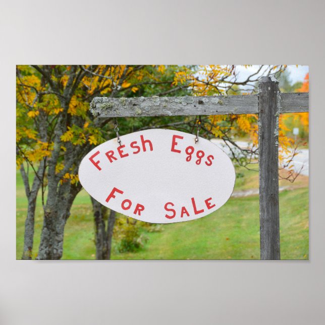Fresh Eggs For Sale in Vermont Sign (Front)