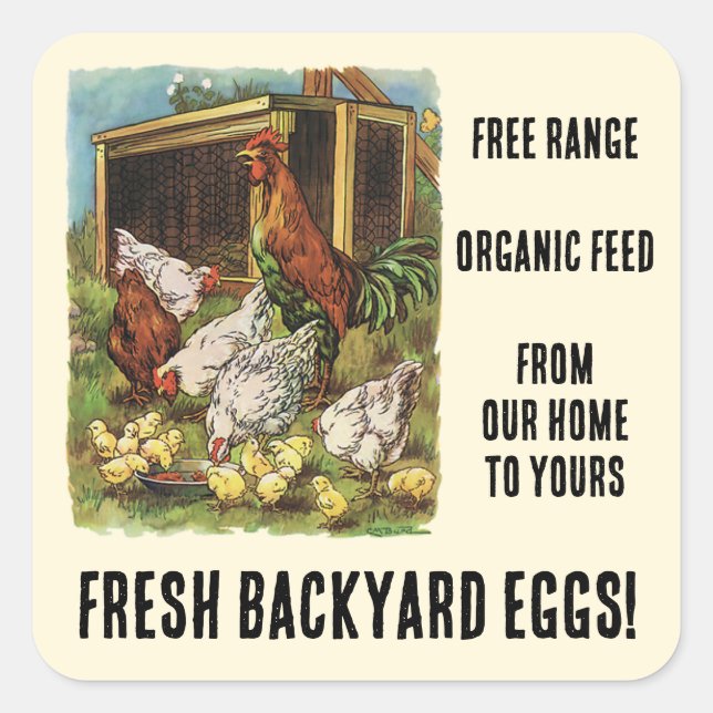 Fresh Eggs from our Backyard Chickens for Sale! Square Sticker (Front)