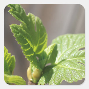 Fresh Fig Leaf Square Sticker