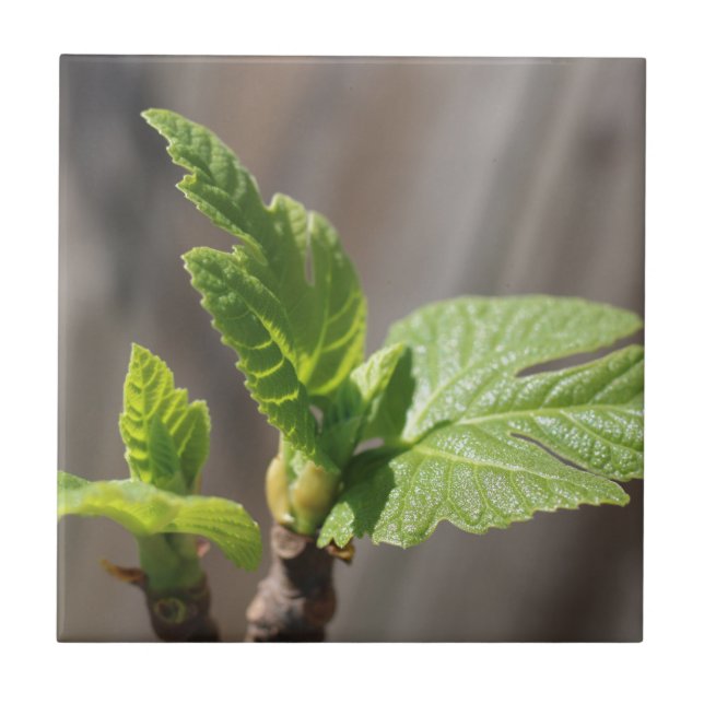 Fresh Fig Leaf Tile (Front)