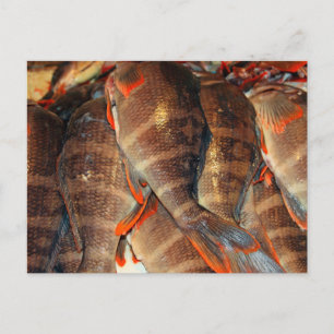 Fresh fish postcard