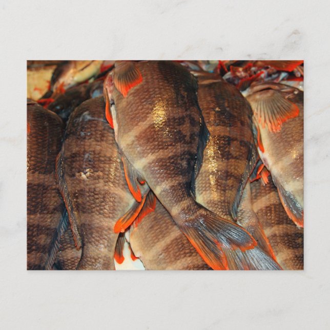 Fresh fish postcard (Front)
