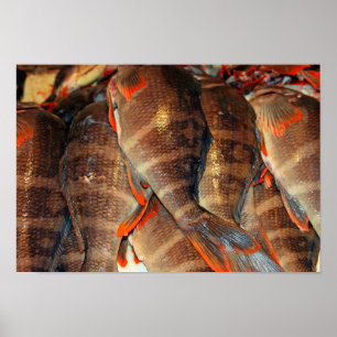 Fresh fish poster