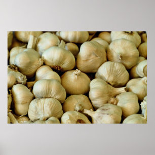 Fresh garlic Photo Poster