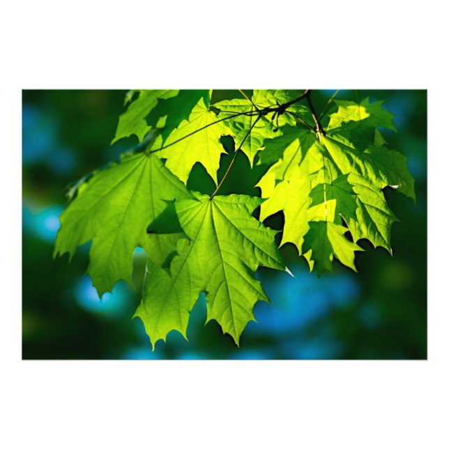Fresh green maple leaves photo print (Front)