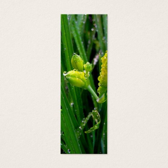 fresh green spring lily buds with rain drops. (Front)