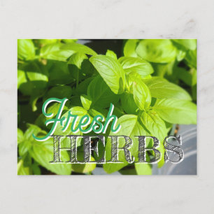 FRESH HERBS Garden Basil Recipe Canning Postcard