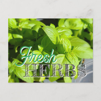 FRESH HERBS Garden Basil Recipe Canning Postcard