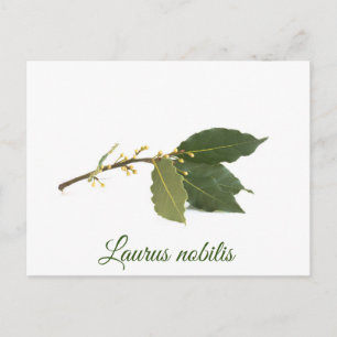 Fresh laurel leaves postcard