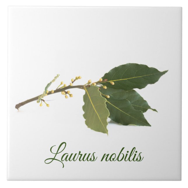 Fresh laurel leaves tile (Front)