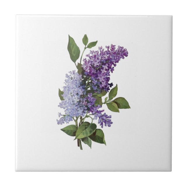 Fresh Lilacs - French Country Home Decor  Tile (Front)