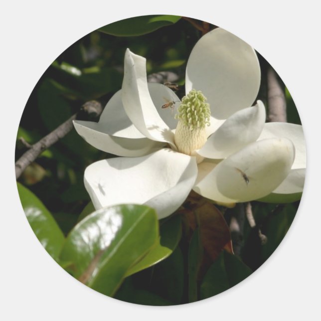 Fresh Magnolia Bloom Classic Round Sticker (Front)