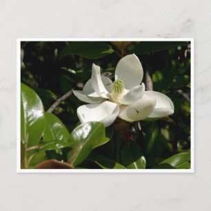 Fresh Magnolia Bloom Postcard