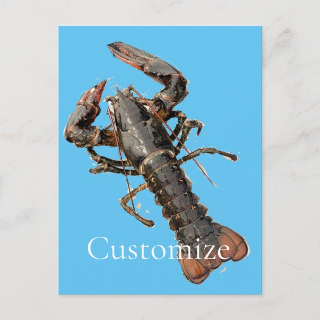 Fresh Maine Lobster Thunder_Cove Postcard (Front)