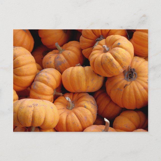 Fresh Miniature Pumpkins Postcard (Front)