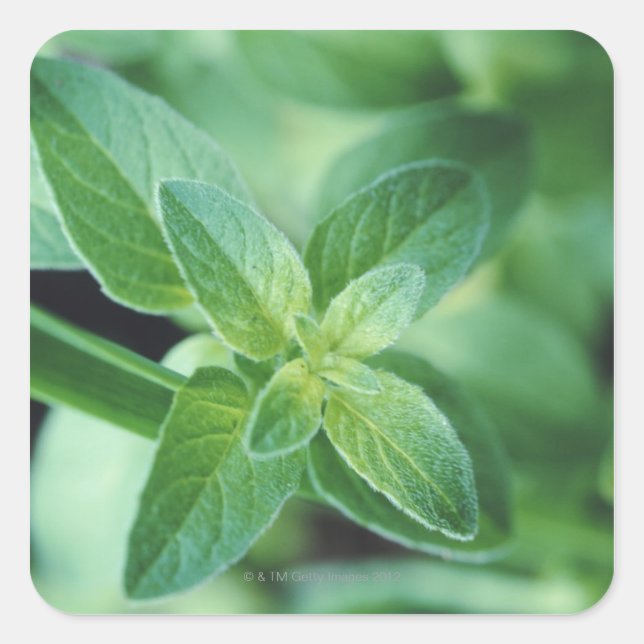 Fresh mint leaf square sticker (Front)