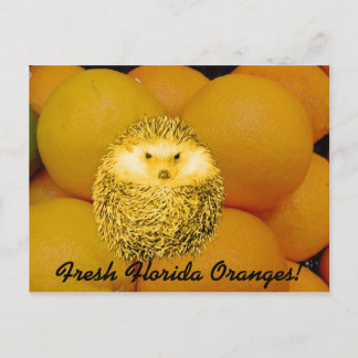 Fresh Orange Hedgehog Postcard
