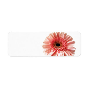 Fresh Pink Gerbera Daisy Photograph
