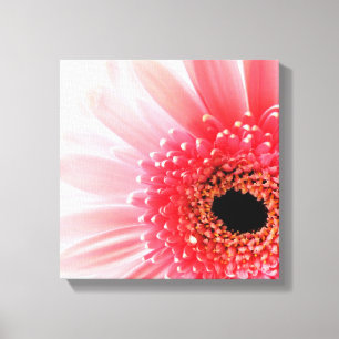 Fresh Pink Gerbera Daisy Photograph Canvas Print