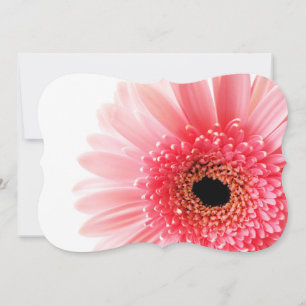 Fresh Pink Gerbera Daisy Photograph Card
