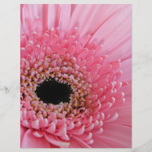 Fresh Pink Gerbera Daisy Photograph Flyer