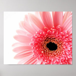 Fresh Pink Gerbera Daisy Photograph Poster