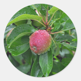 Fresh red apple on tree classic round sticker