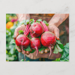 Fresh Red Beets in Rustic Style Holiday Postcard