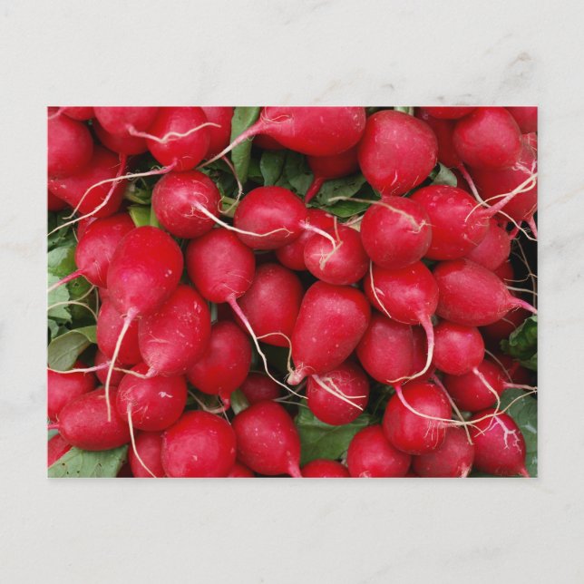 Fresh Red Radishes Postcard (Front)