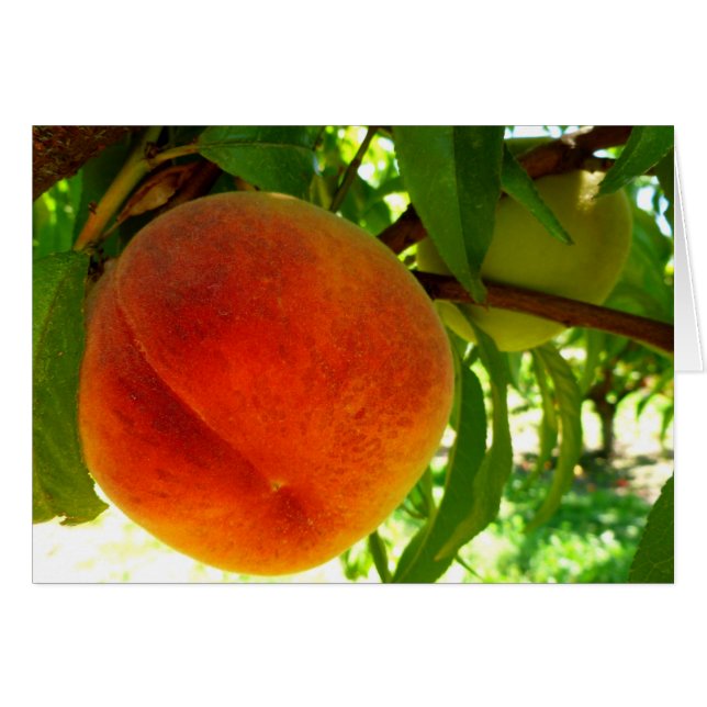 Fresh Ripe Peach (Front Horizontal)