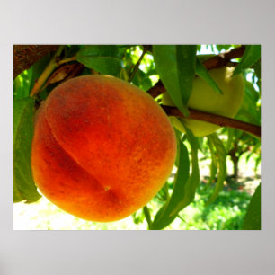 Fresh Ripe Peach Poster
