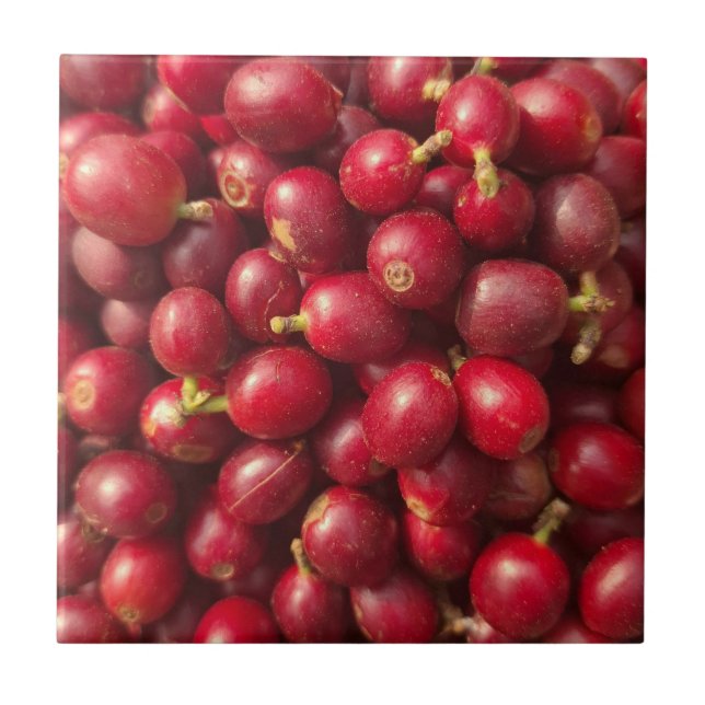 Fresh, ripe red coffee cherries tile (Front)