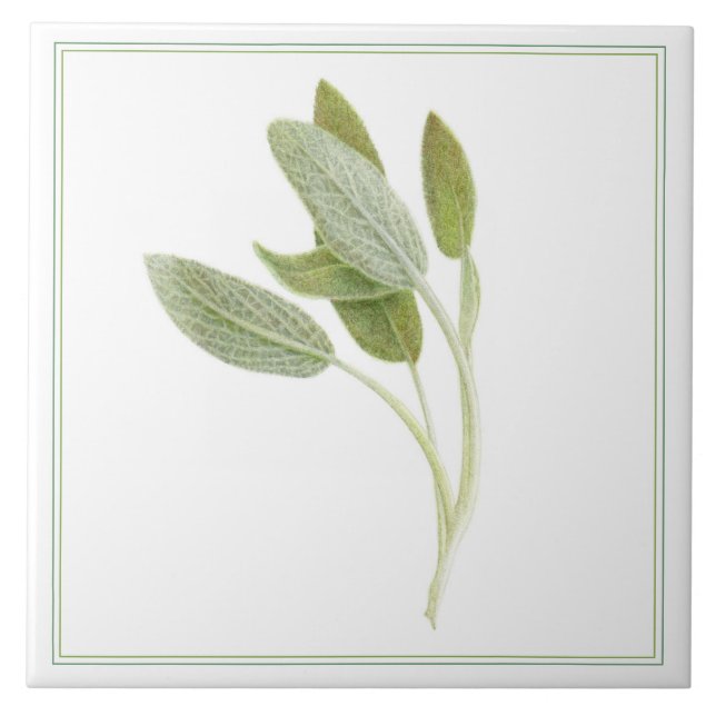 FRESH SAGE 6"x6" Ceramic Tile (-text) (Front)