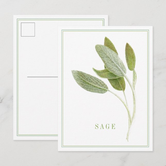 FRESH SAGE Postcard (Front/Back)
