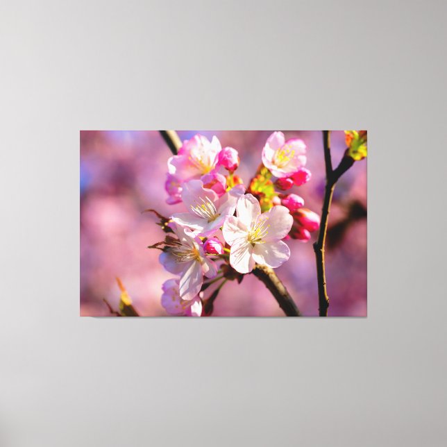 Fresh Sakura Flowers In The Garden In Springtime Canvas Print (Front)