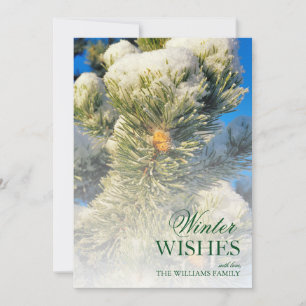 Fresh Snow on Pine Needles