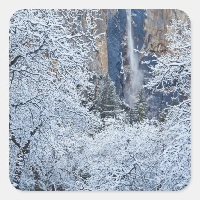 Fresh snowfall in the trees below Bridalveil Square Sticker (Front)