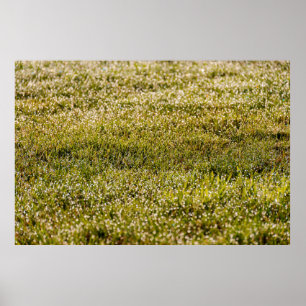 Fresh spring green grass background, with bokeh ef poster